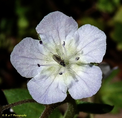 {Phacelia dubia}